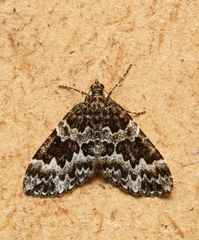 Electrophaes corylata