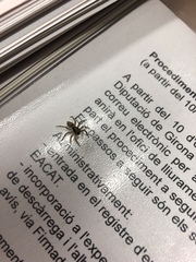 Menemerus semilimbatus