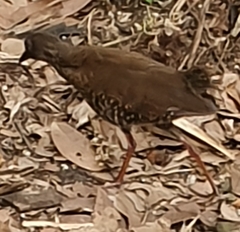 Rallina fasciata