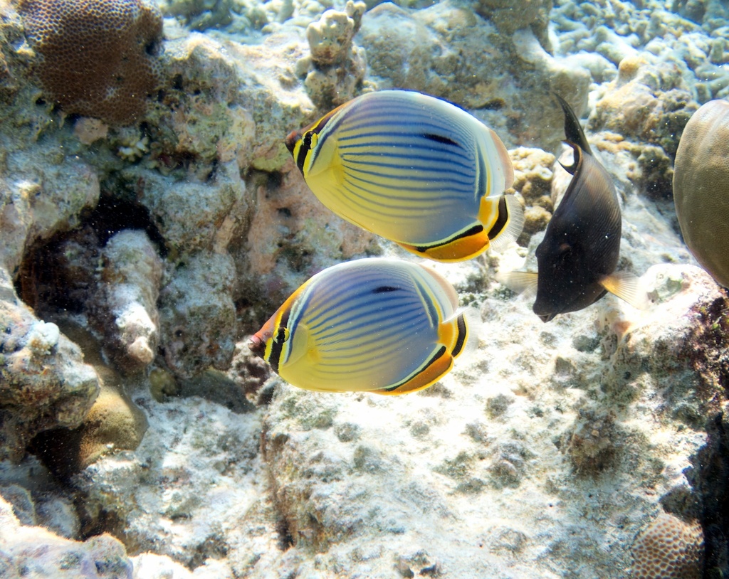 Melon butterflyfish