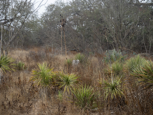 Yucca constricta