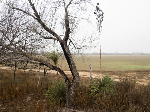 Yucca constricta