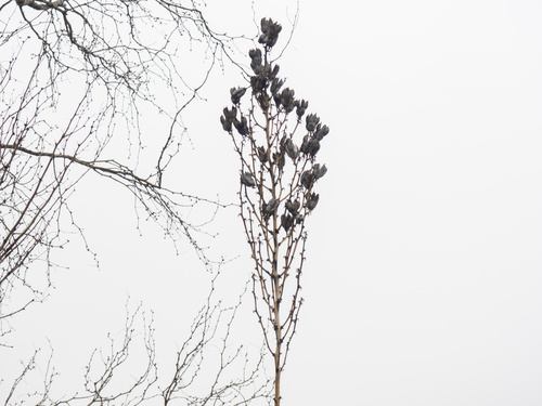 Yucca constricta
