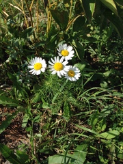 Tripleurospermum inodorum