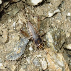 Gryllus