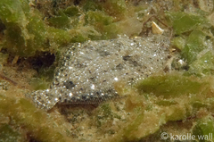 Citharichthys stigmaeus