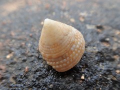 Trochus intextus