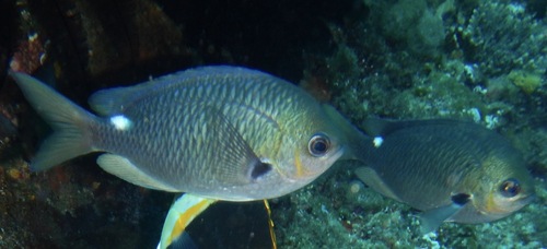 Garibaldi Damselfish