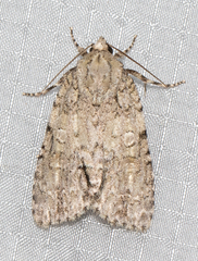 Acronicta immodica