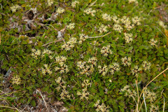 Anisotome imbricata prostrata