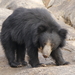 Sloth Bear - Photo (c) Subhadra Devi, some rights reserved (CC BY), uploaded by Subhadra Devi