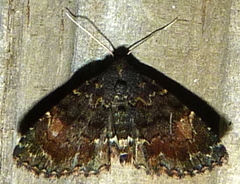 Metalectra richardsi