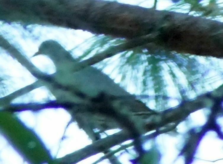 Band-tailed Pigeon from San Mateo Río Hondo, Oax., México on March 1 ...