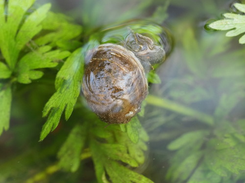 Glutinous Snail