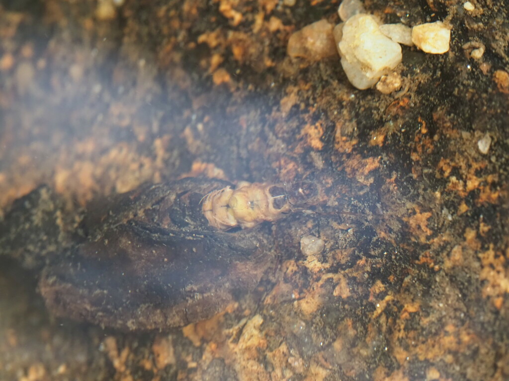 Calamoceras marsupus