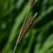 Tussock Sedge - Photo no rights reserved, uploaded by Evan Barker