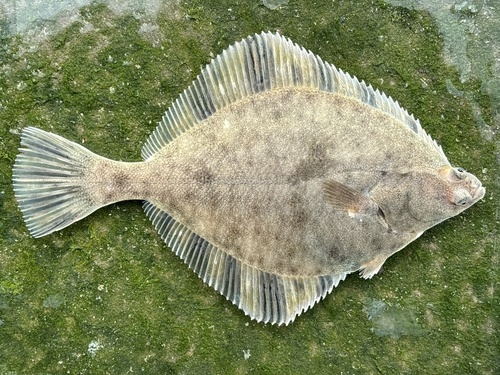 Starry flounder (Platichthys stellatus) — Pleuronectidae — 2