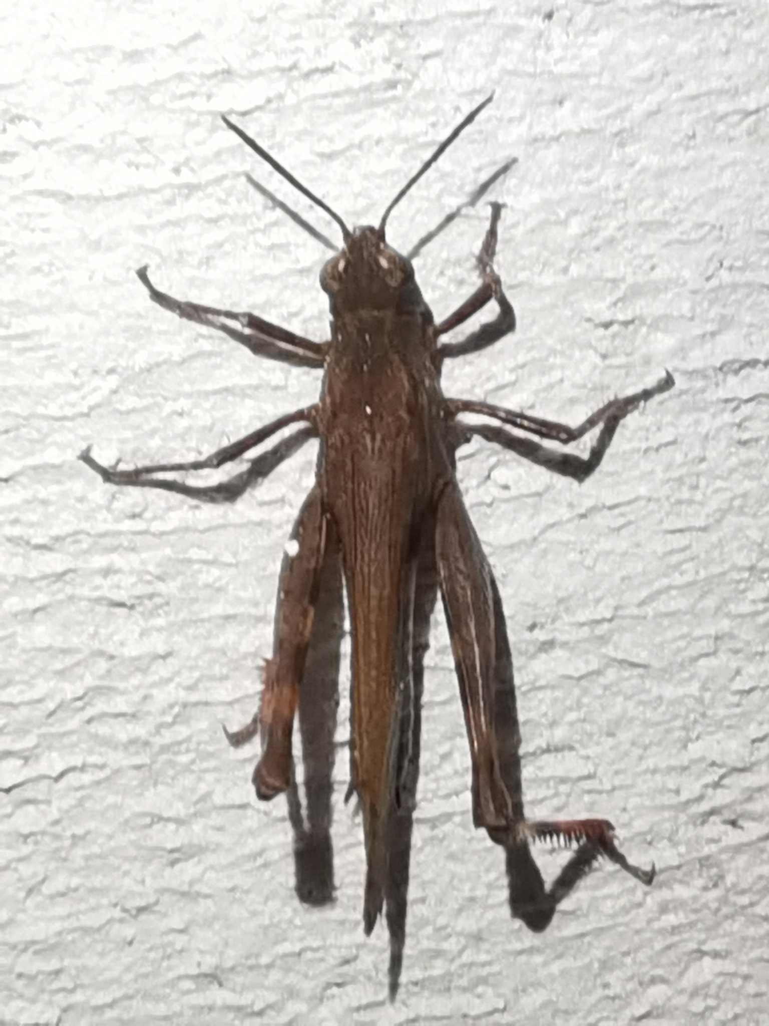 Aiolopus strepens