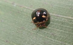 Coptosoma xanthogramma
