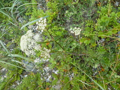 Conioselinum gmelinii