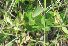 Carissa bispinosa