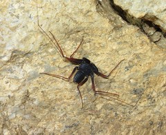 Paraphrynus carolynae