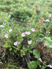 Scutellaria minor