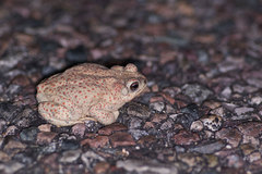 Red-Spotted Toad photo 5