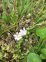 Lysimachia tenella