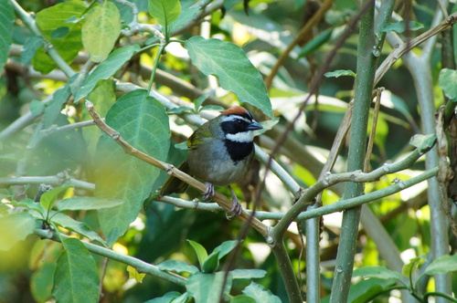 Collared Towhee (Pipilo ocai), photo 8