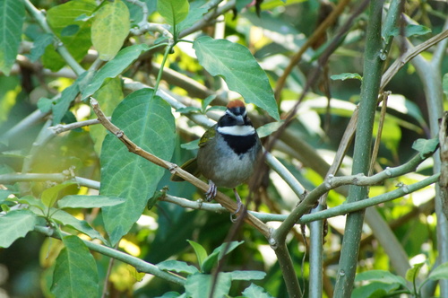 Collared Towhee (Pipilo ocai), photo 9