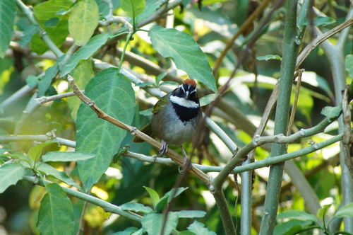 Collared Towhee (Pipilo ocai), photo 10