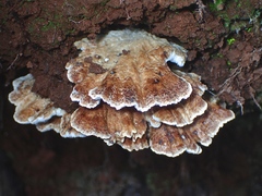 Postia punctata