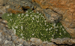 Veronica ciliolata ciliolata