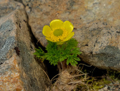 Ranunculus sericophyllus