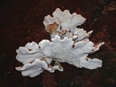Postia punctata