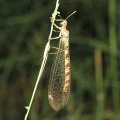 Eremoleon nigribasis