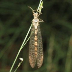 Eremoleon nigribasis