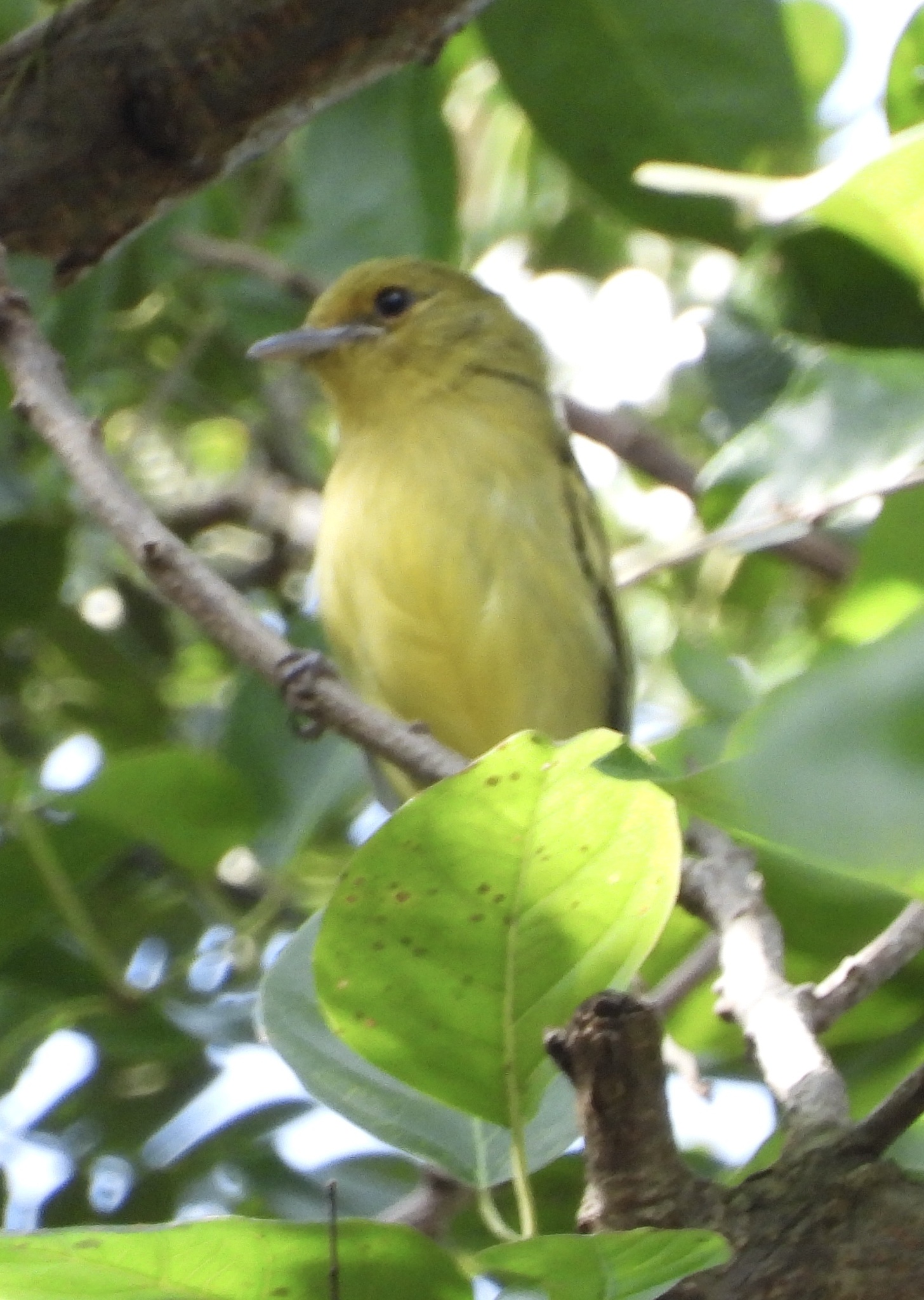 Ochre-lored Flatbill (Tolmomyias flaviventris), photo 7