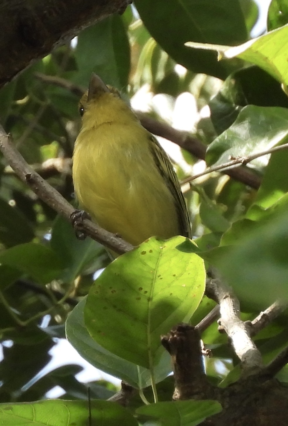 Ochre-lored Flatbill (Tolmomyias flaviventris), photo 8