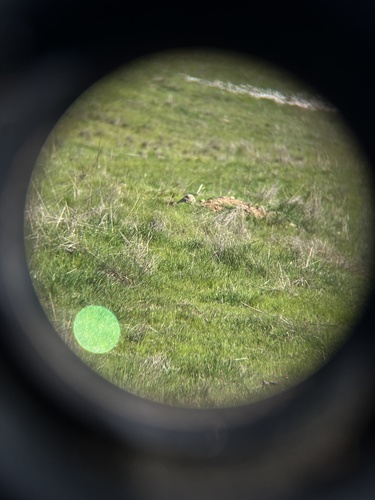iNaturalist observation photo of Burrowing Owl