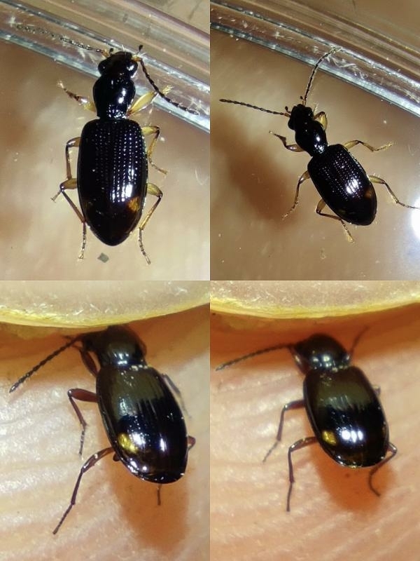Bembidion elongatum