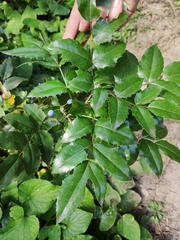 Berberis