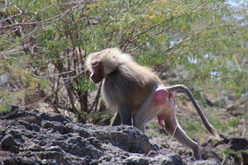 Hamadryas Baboon