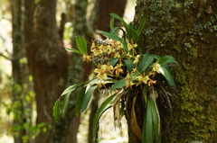 Rhynchostele maculata
