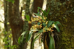 Rhynchostele maculata, photograph (c) Carlos Domínguez-Rodríguez, some rights reserved (CC BY)