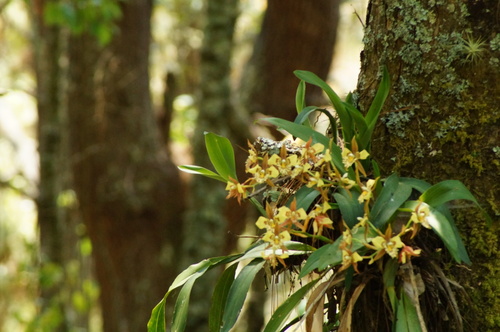 Rhynchostele maculata, photograph 2
