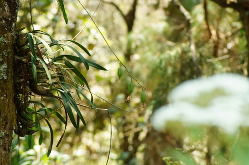 Rhynchostele maculata, photograph 3