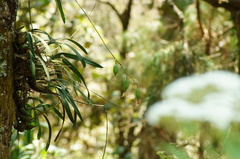 Rhynchostele maculata, photograph (c) Carlos Domínguez-Rodríguez, some rights reserved (CC BY)