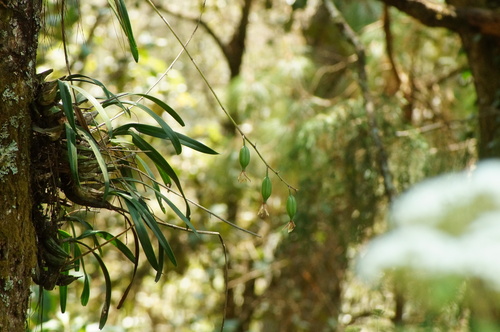 Rhynchostele maculata, photograph 4